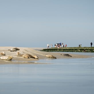 Domaine de Drancourt - Baie de Somme - Les phoques de la baie d\'Authie se prélassent au soleil. Pas-de-Calais, Hauts-de-France, France