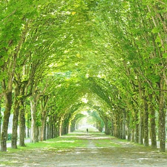 Forêt du château de Fontainebleau