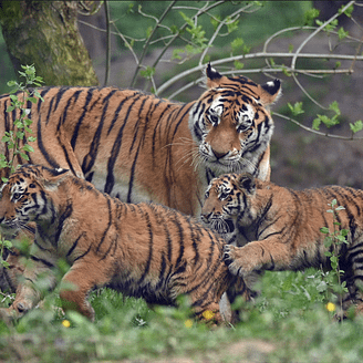 Lumigny Safari Reserve - parc des f&eacute;lins