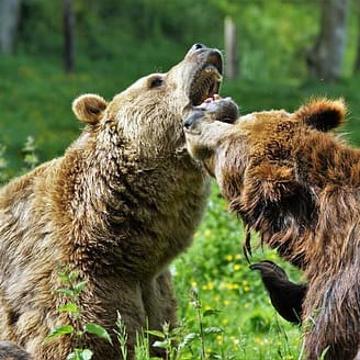 Ours dans le parc des f&eacute;lins Lumigny Reserve