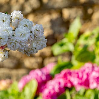 Les Mouettes campsite - flowers