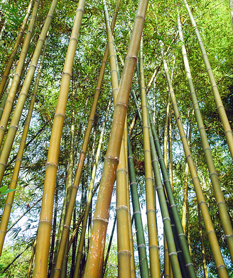 Jardin exotique, bambous ©Shutterstock