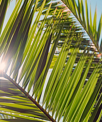 Sirène Holidays - Close up of palm leaves