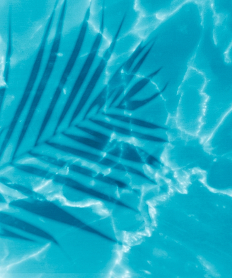 la Sirène campsite - Close up of swimming pool and palm leaf