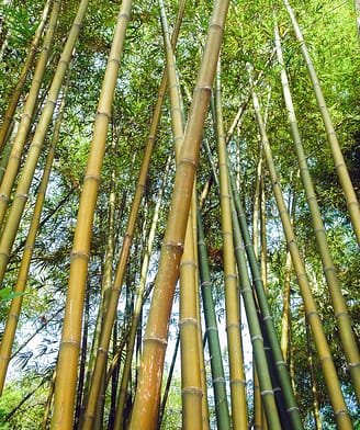 Jardin exotique, bambous