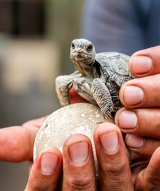 Schildpad, ei schildpad
