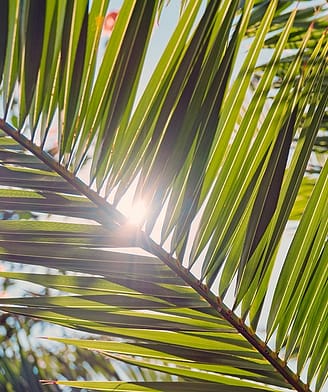 Sirène Holidays - Close-Up van Palmbladeren