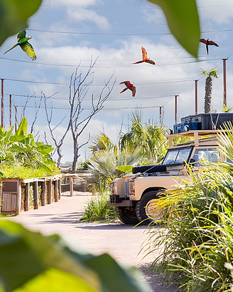 - Parrot World