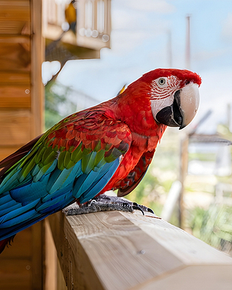 - Parrot World