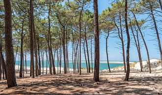 Euronat campsite - Destination Gironde - Pine forest and ocean