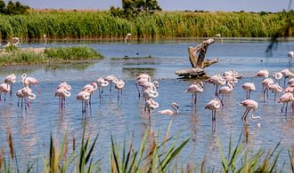 Bestemming Gard - Flamingo\'s in de Camargue