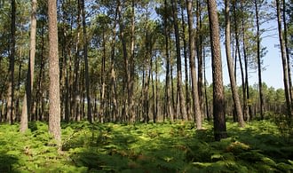 Destino Landes - Bosque del parque natural regional de Landes