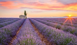 Destination Provence - Lavender fields in Valensole