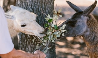 France 4 Naturisme - Umgebung - Pädagogischer Bauernhof