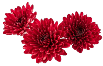 Camping Californie Plage - Ensemble de fleurs rouges