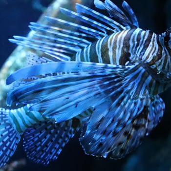 Aquarium Cap d\'Agde