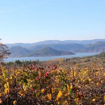 Vignes Hérault