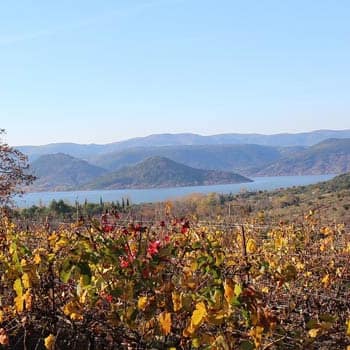 Vignes H&eacute;rault
