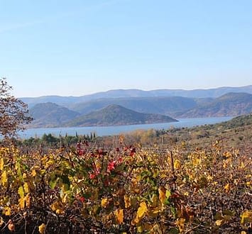 Vignes Hérault