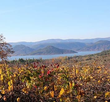 Vignes H&eacute;rault
