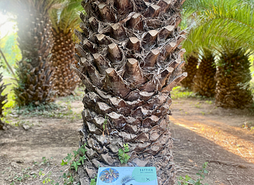 “Date palm” sign on botanical trail - Ecolodge L\'Etoile d\'Argens Campsite in Fréjus