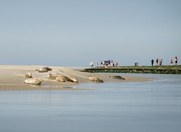 Domaine de Drancourt - Baie de Somme - Les phoques de la baie d\'Authie se prélassent au soleil. Pas-de-Calais, Hauts-de-France, France