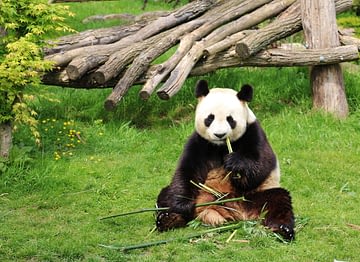 Le Parc du Val de Loire - Loir et Cher - Panda au Zoo Parc de Beauval à Saint Aignan