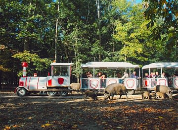 Le Parc du Val de Loire - Loir et Cher - Safari Train - Réserve de Beaumarchais - Sangliers et petits marcassins