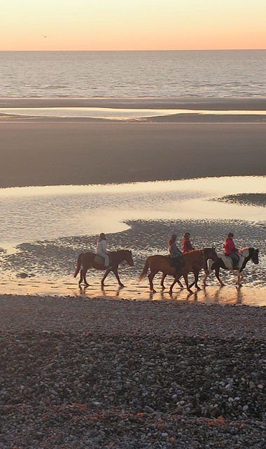Pferde am Strand von Cayeux © Somme Tourisme
