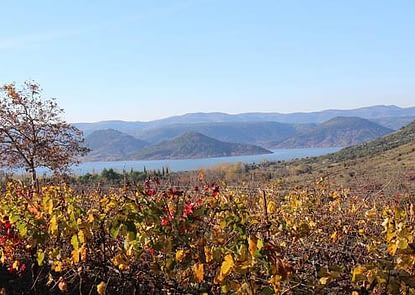 Vignes Hérault