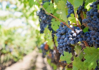 Vins B&eacute;ziers