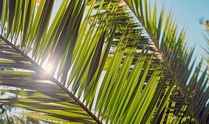 Sirène Holidays - Close-Up van Palmbladeren