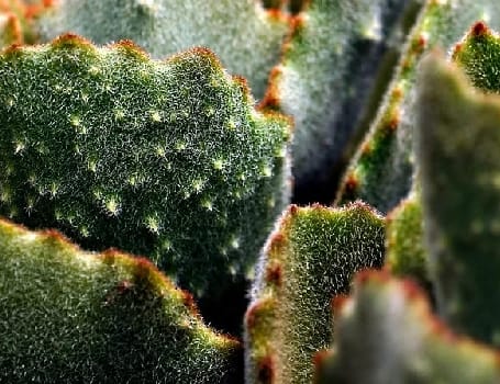 Cap sur Cactus
