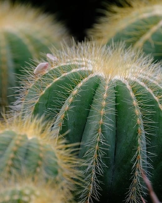 Cactus Park