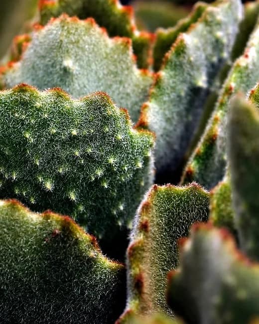 Le Cactus Park