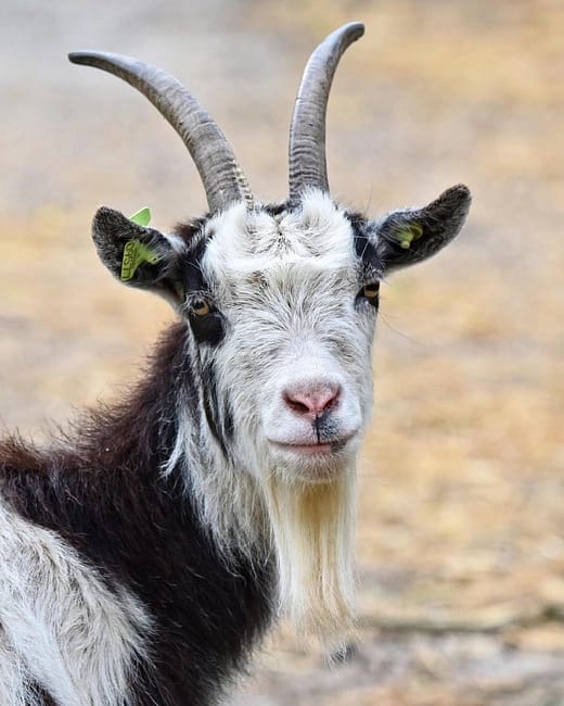 animal qui attire les familles