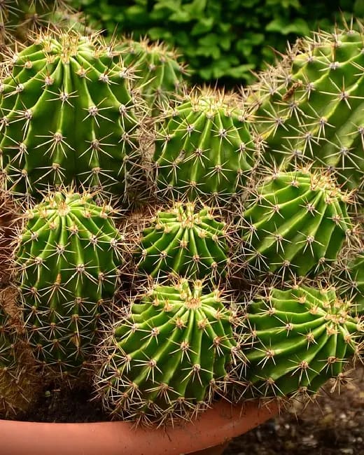 Cactus Park1