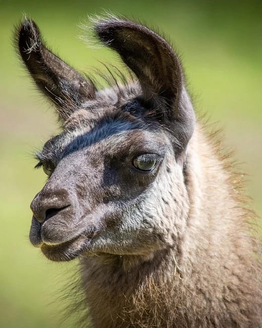 paradis végétal et animal