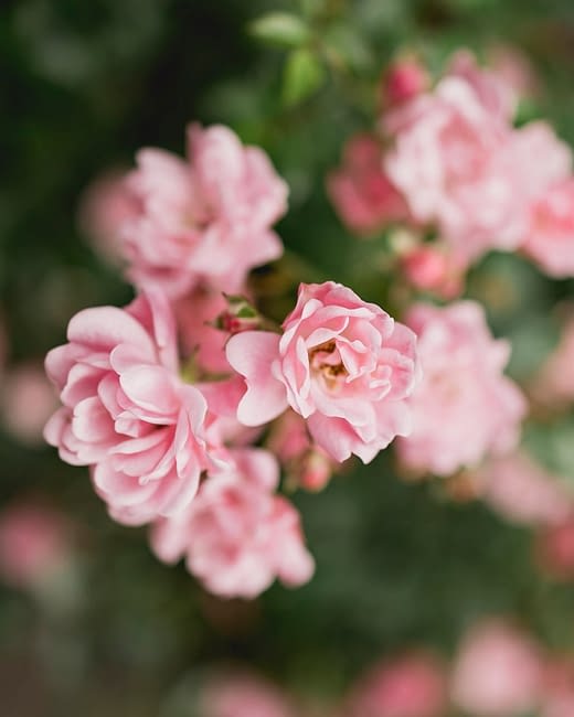 Camping Zelaia - Events and groupes - Accomodations in green campsite