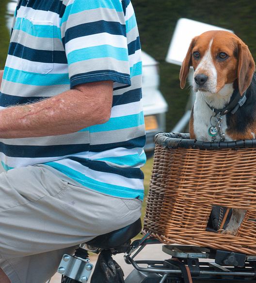 Campeggio Amfora - Servizi e negozi - Il campeggio è pet-friendly