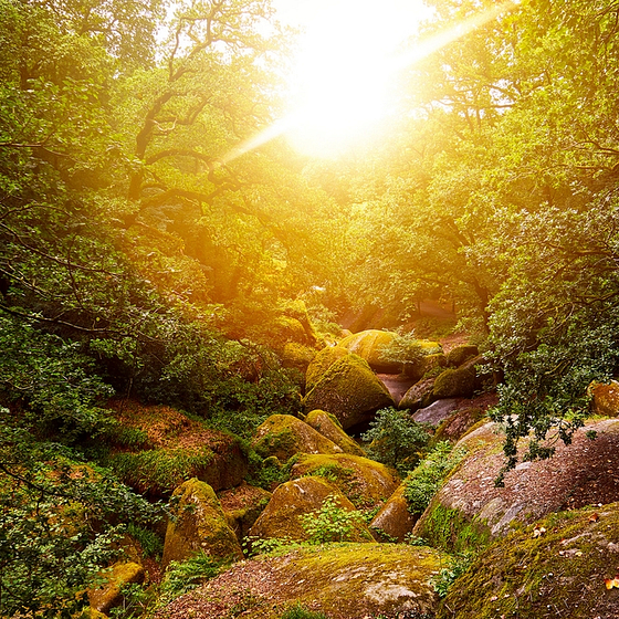 For&ecirc;t d&rsquo;Huelgoat baign&eacute;e de lumi&egrave;re avec ses c&eacute;l&egrave;bres chaos rocheux recouverts de mousse, en Bretagne.
