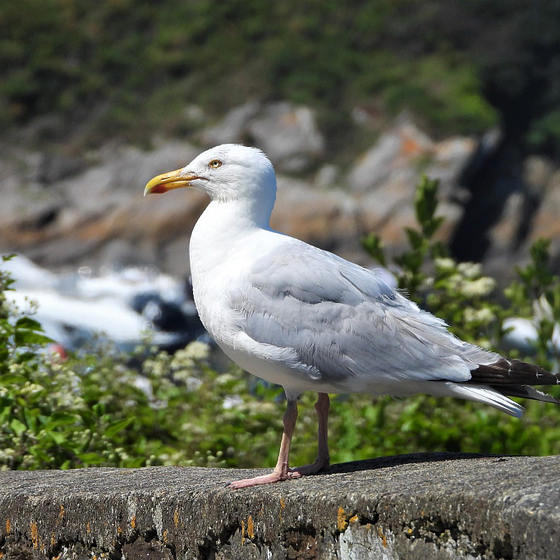 Mouette pos&eacute;e sur un muret pr&egrave;s de la c&ocirc;te sauvage bretonne, entour&eacute;e de verdure, pr&egrave;s du camping Domaine de Mesqueau &agrave; Plougasnou.