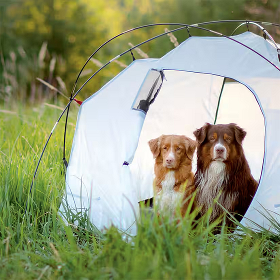 2 chiens sous une tente au Domaine de Mesqueau