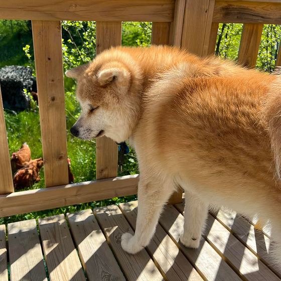 Chien Akita observant des poules depuis la terrasse d&rsquo;un h&eacute;bergement au camping le Domaine de Mesqueau