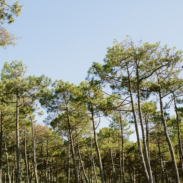 Camping Arnaoutchot - Camping niché en pleine pinède dans les Landes