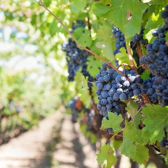 Vins B&eacute;ziers