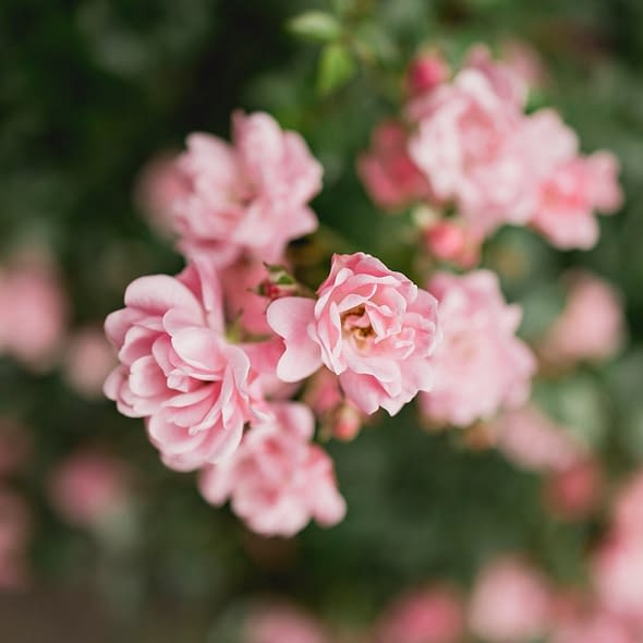 Camping Zelaia - Eventos y grupos - Alojamiento en un camping arbolado