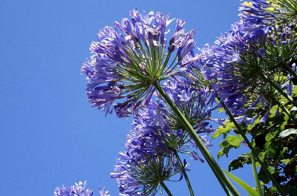 Agapanthes en fleurs sous un ciel bleu au Domaine de Mesqueau, ajoutant une touche de nature et de couleur à l’environnement du camping.