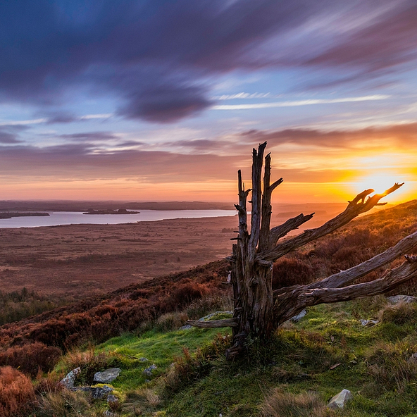 Solitary tree in the monts d\'arrée mountains