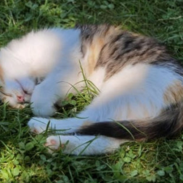 Chat au Domaine de Mesqueau camping maeva Respire Plougasnou Baie de Morlaix Finist&egrave;re Bretagne